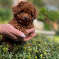 Cuccioli barboncino toy