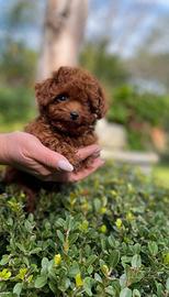 Cuccioli barboncino toy