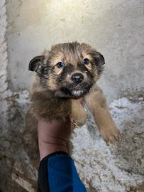 Cuccioli cane da pastore