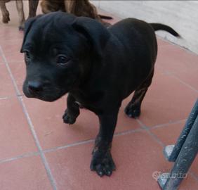 Staffordshire bull terrier