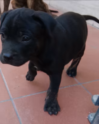 Staffordshire bull terrier