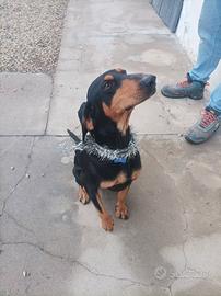 Segugio da compagnia o da caccia