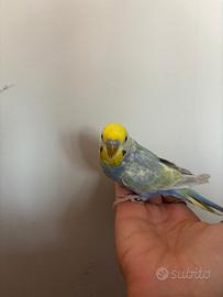 Cocorite allevate a mano