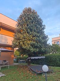 albero di magnolia