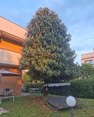 albero di magnolia