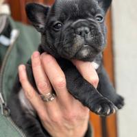 Cucciola Bouledogue Francese Bringé