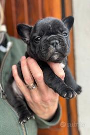 Cucciola Bouledogue Francese Bringé