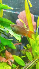 Pesci tropicali coppia macropodus