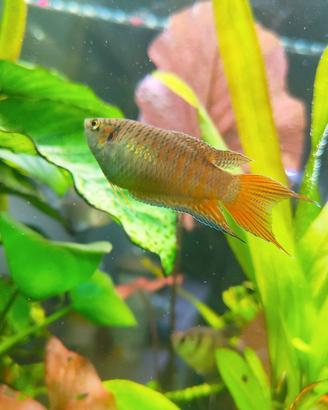 Pesci tropicali coppia macropodus