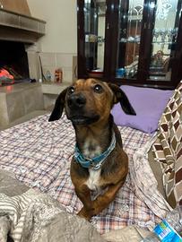 Cagnolino 2 anni e mezzo bassotto