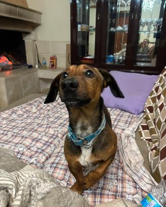Cagnolino 2 anni e mezzo bassotto