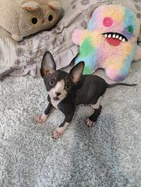 Gatti Sphynx cuccioli