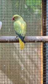 Parrocchetto dal collare