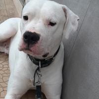 Dogo argentino