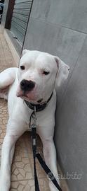 Dogo argentino