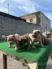 Cuccioli di American Bully micro exotic