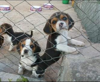 Beagle tricolore 