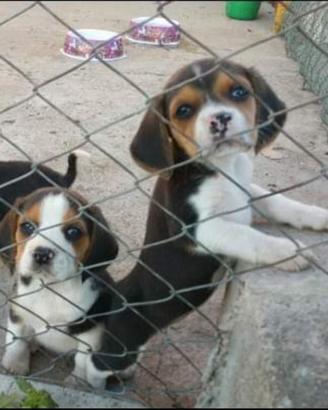 Beagle tricolore 