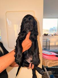 Cocker Spaniel