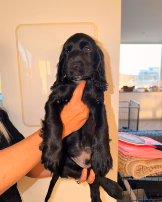 Cocker Spaniel