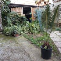 Cycas panziuaensis