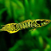 Poeceilia wingei endler tiger