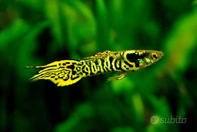 Poeceilia wingei endler tiger