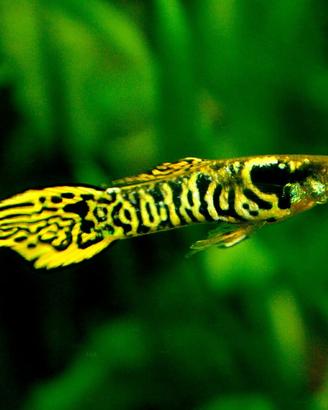 Poeceilia wingei endler tiger