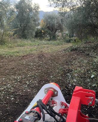 Legna da ardere ulivo