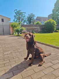 Labrador maschio per accoppiamento