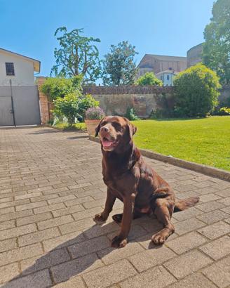 Labrador maschio per accoppiamento