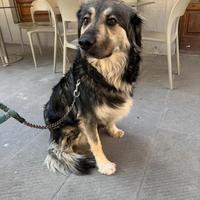 Cora: 2 anni, taglia grande, non la vogliono più