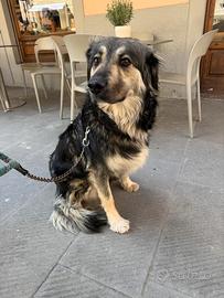 Cora: 2 anni, taglia grande, non la vogliono più