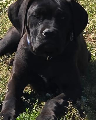 Cane corso