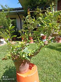 Bonsai melograno