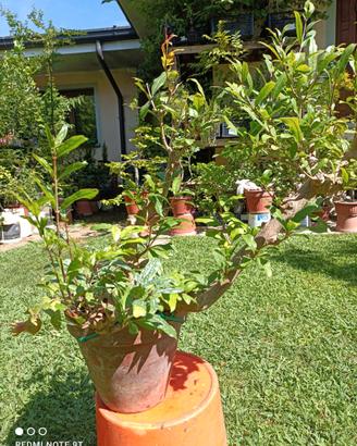 Bonsai melograno