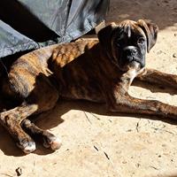 Cucciola di boxer