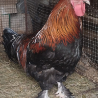 Gallo Marans