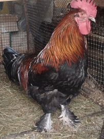 Gallo Marans