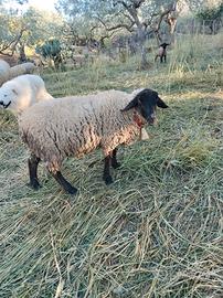 Agnello