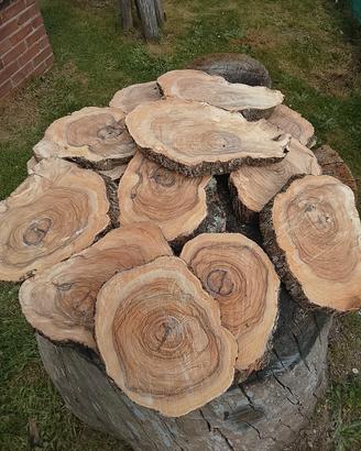 ulivo olivo
