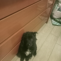 Pastore belga Groenendael