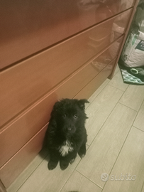 Pastore belga Groenendael