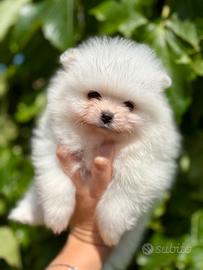 Spitz pomerania nano pedigree
