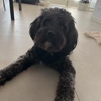 Goldendoodle per accoppiamento