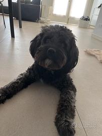 Goldendoodle per accoppiamento