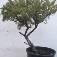 Bonsai-Prebonsai di Rosmarino 