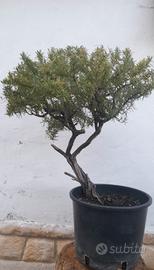 Bonsai-Prebonsai di Rosmarino 