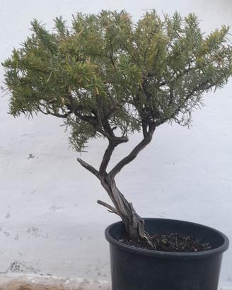 Bonsai-Prebonsai di Rosmarino 