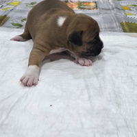 American Staffordshire terrier